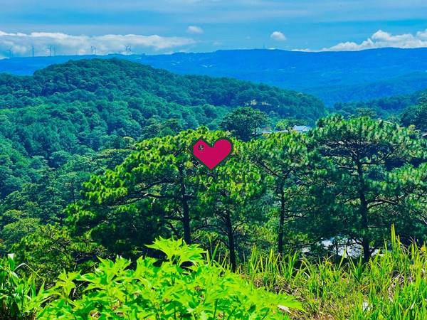 Bán đất hẻm đường 3/4 Phường Xuân Hương - Đà Lạt view thông đẹp vĩnh viễn.